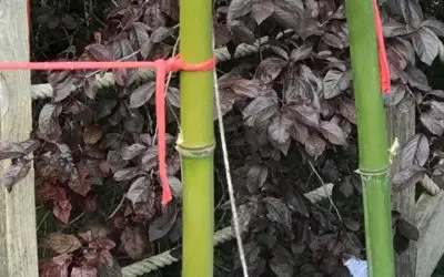 Des attaches sûres