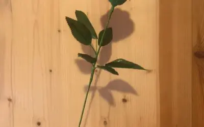 :) Un jour de groupe du samedi