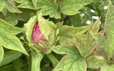 RETROSPECTIVE 2024#11